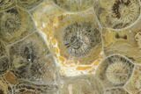 Polished Fossil Coral (Actinocyathus) - Morocco #100619-1